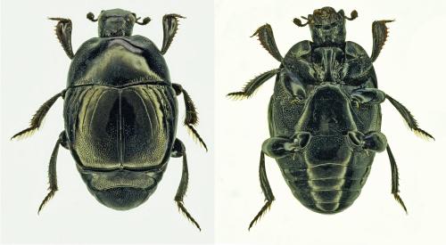 Réf. 182 005 : Saprinus subnitescens